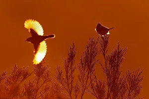 Bluethroat (Luscinia svecica cyanecula) flying, Castile, Spain