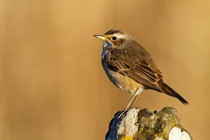 Bluethroat (Luscinia svecica cyanecula) male, Castile-La Mancha, Spain