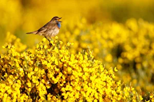 Castile Prints: Bluethroat (Luscinia svecica cyanecula) male singing, Castile, Spain