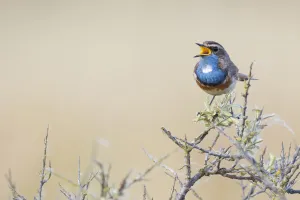 Bluethroat (Luscinia svecica cyanecula) male singing, Texel, The Netherlands