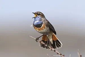 Bluethroat (Luscinia svecica cyanecula) male singing, Texel, The Netherlands