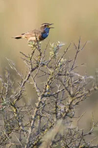 Bluethroat (Luscinia svecica cyanecula) male singing, Texel, The Netherlands