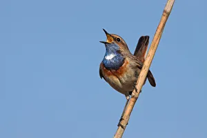 Rhineland Palatinate Prints: Bluethroat (Luscinia svecica cyanecula) singing, Rhineland-Palatinate, Germany