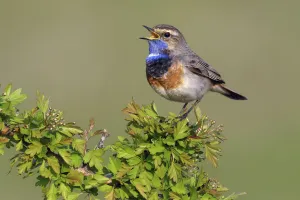 Bluethroat (Luscinia svecica) male singing, Noord-Holland, The Netherlands Bluethroat (Luscinia svecica) male singing, Noord-Holland, The Netherlands