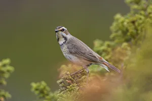 Norway Prints: Bluethroat (Luscinia svecica svecica) female, Dovrefjell, Norway