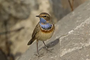 Turkey Prints: Bluethroat (Luscinia svecica svecica) male, Turkey