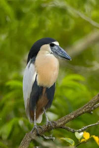 Boat-billed Heron (Cochlearius cochlearius) perched on a branch, Nayarit, Mexico