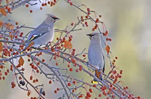 Bohemian Waxwing (Bombycilla garrulus), Saskatchewan, Canada Bohemian Waxwing (Bombycilla garrulus), Saskatchewan, Canada
