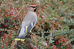 Bohemian Waxwing (Bombycilla garrulus), Texel, The Netherlands