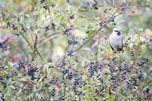 Bohemian Waxwing (Bombycilla garrulus) female foraging on European Privet Bohemian Waxwing (Bombycilla garrulus) female foraging on European Privet