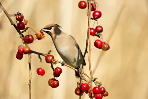 Underside Prints: Bohemian Waxwing (Bombycilla garrulus) feeding on Japanese flowering crabapple