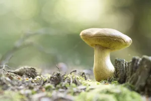 Bolete (Boletaceae) growing, The Netherlands, Groningen