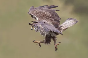 Portugal Prints: Bonellis Eagle (Aquila fasciata) female flying, Portugal