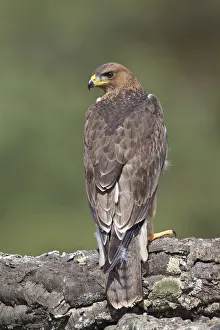 Bonellis Eagle (Aquila fasciata) juvenile, Portugal