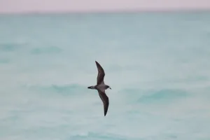 Seabird Prints: Bonin Petrel (Pterodroma hypoleuca) flying, Hawaii, USA