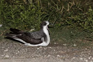Bonin Petrel (Pterodroma hypoleuca), Hawaii, USA