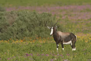 Bontebok (Damaliscus pygargus pygargus) male standing in blooming meadow, Western Cape Bontebok (Damaliscus pygargus pygargus) male standing in blooming meadow, Western Cape