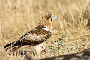 Booted Eagle (Hieraaetus pennatus) female, Castile and Leon, Spain Booted Eagle (Hieraaetus pennatus) female, Castile and Leon, Spain