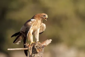 Booted Eagle (Hieraaetus pennatus) juvenile, Castile and Leon, Spain