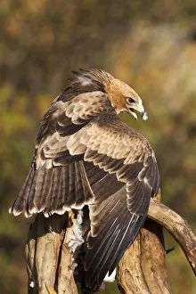 Booted Eagle (Hieraaetus pennatus) juvenile, Castile and Leon, Spain
