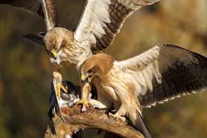 Accipitridae Prints: Booted Eagle (Hieraaetus pennatus) juvenile and female, Castile and Leon, Spain