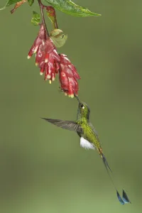 Hummingbirds Prints: Booted Racket-tail (Ocreatus underwoodii), Ecuador