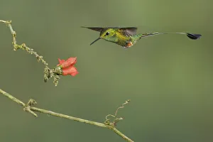 Booted Racket-tail (Ocreatus underwoodii), Ecuador