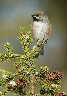 March Prints: Boreal Chickadee (Poecile hudsonicus), Alaska, USA