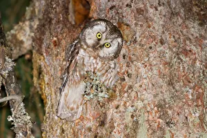 Boreal Owl (Aegolius funereus), Vorarlberg, Austria