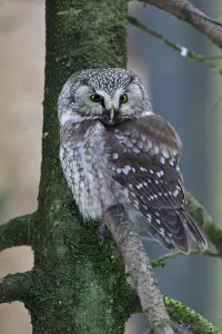 Strigidae Prints: Boreal Owl (Aegolius funereus), Bavaria, Germany