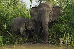 Borneo Pygmy Elephant (Elephas maximus borneensis), mother and calf drinking, Malaysia Borneo Pygmy Elephant (Elephas maximus borneensis), mother and calf drinking, Malaysia