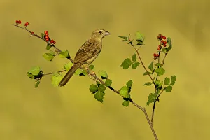 Botteris Sparrow (Peucaea botterii) perched on a twig, Arizona, USA Botteris Sparrow (Peucaea botterii) perched on a twig, Arizona, USA
