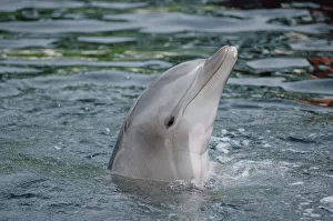 Bottlenose Dolphin (Tursiops truncatus) group underwater, captive animal, Hawaii