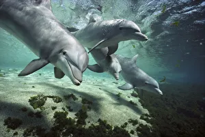 Bottlenose Dolphin (Tursiops truncatus) pod, Hawaii