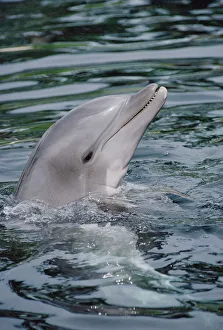 Vertebrate Prints: Bottlenose Dolphin (Tursiops truncatus) portrait