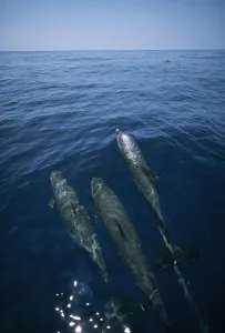 Bottlenose Dolphin (Tursiops truncatus) trio surfacing, Shark Bay, Australia