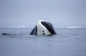 Bowhead Whale (Balaena mysticetus) juvenile basking, Baffin Island, Canada
