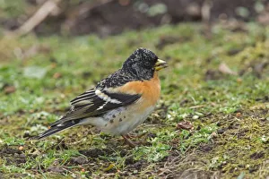 Brambling (Fringilla montifringilla) male, Scotland, United Kingdom Brambling (Fringilla montifringilla) male, Scotland, United Kingdom