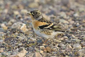 Brambling (Fringilla montifringilla) male, Morocco