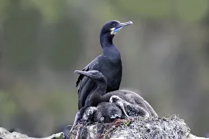 Cormorants Prints: Brandts Cormorant (Phalacrocorax penicillatus) adult on nest with young, California