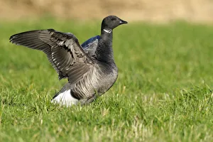 Brant (Branta bernicla) stretching its wings, Den Helder, Noord-Holland, The Netherlands Brant (Branta bernicla) stretching its wings, Den Helder, Noord-Holland, The Netherlands