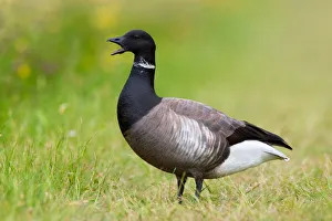 Brant Goose (Branta bernicla), Texel, The Netherlands