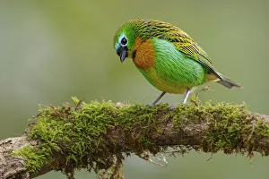 Brassy-breasted Tanager (Tangara desmaresti) perched on a branch, Atlantic rainforest Brassy-breasted Tanager (Tangara desmaresti) perched on a branch, Atlantic rainforest