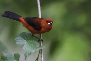 Brazilian Tanager (Ramphocelus bresilia) male perched on a branch, Atlantic rainforest Brazilian Tanager (Ramphocelus bresilia) male perched on a branch, Atlantic rainforest
