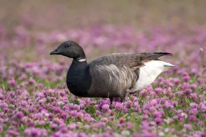 Flower Prints: Brent Goose (Branta bernicla) in a field of flowering Red Clover (Trifolium pratense)