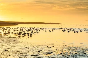 Wetland Prints: Brent Goose (Branta bernicla) flock