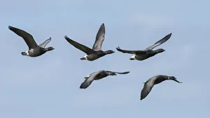 Blue Sky Prints: Brent goose (Branta bernicla) group of five flying in formation, Ameland, The Netherlands