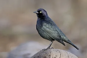 Brewers Blackbird (Euphagus cyanocephalus), British Columbia, Canada Brewers Blackbird (Euphagus cyanocephalus), British Columbia, Canada