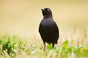 North Prints: Brewers Blackbird (Euphagus cyanocephalus) male, Santa Cruz, Monterey Bay, California