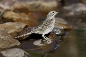 Arizona Prints: Brewers Sparrow (Spizella breweri), Arizona, USA